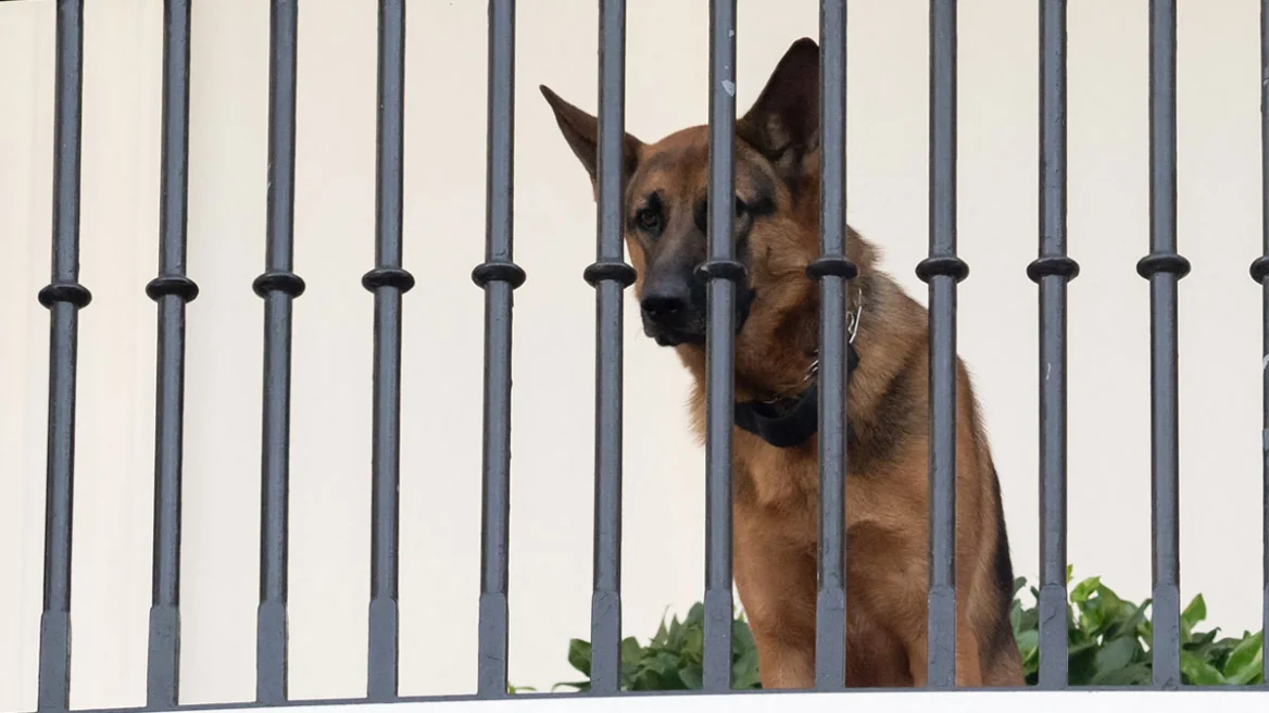 ΗΠΑ: Εκτός Λευκού Οίκου ο σκύλος του Μπάιντεν που επιτέθηκε και δάγκωσε μυστικούς πράκτορες