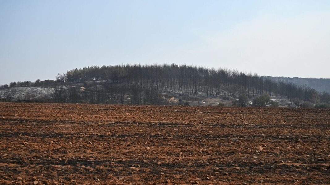 «Δασική μεταρρύθμιση» με αύξηση πόρων για την προστασία των δασών και «εκμετάλλευση» της βιομάζας