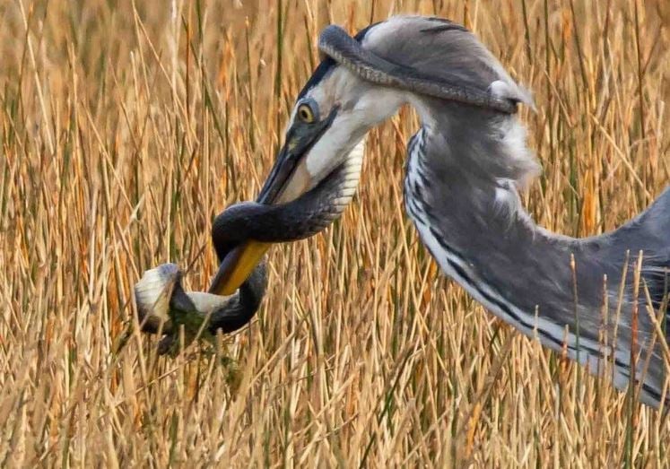 Βίντεο: Επική μάχη μεταξύ ερωδιού και φιδιού