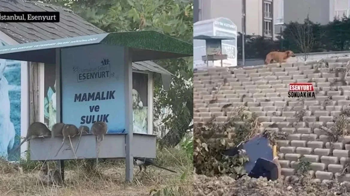 Αρουραίοι έχουν «κατακτήσει» μια γειτονιά στην Κωνσταντινούπολη