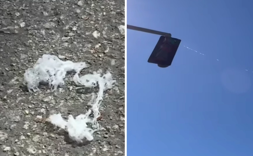 Αράχνες πέφτουν από τον ουρανό και κολλούν σε θάμνους, μέχρι και ανθρώπους – «Μοιάζουν με μεταξωτά νήματα που πετούν»