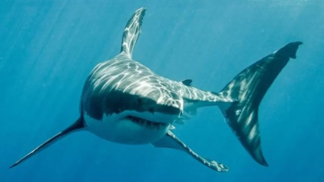 Καρχαρίας κατασπάραξε σέρφερ – Βίντεο από το σημείο των ερευνών