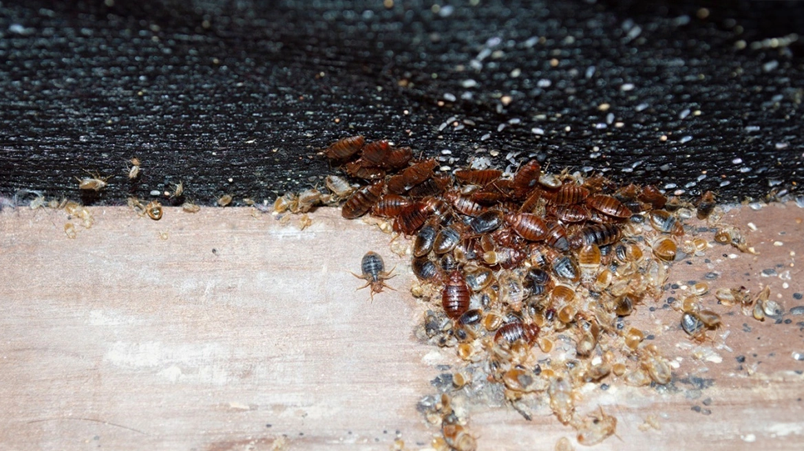 Κοριοί «πνίγουν» τη Γαλλία – Οι Αρχές αρνούνται πως υπάρχει «επιδημία» αλλά επιστρατεύουν… ειδικά εκπαιδευμένους σκύλους