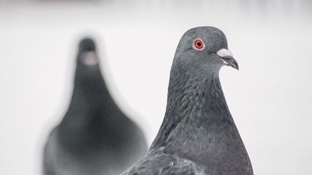 Νέα έρευνα αποκαλύπτει: Τα περιστέρια σκέφτονται όπως τα μοντέλα τεχνητής νοημοσύνης