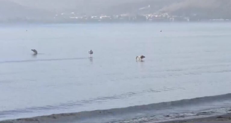 Έφτασαν και φέτος τα φλαμίνγκο στο Ναύπλιο