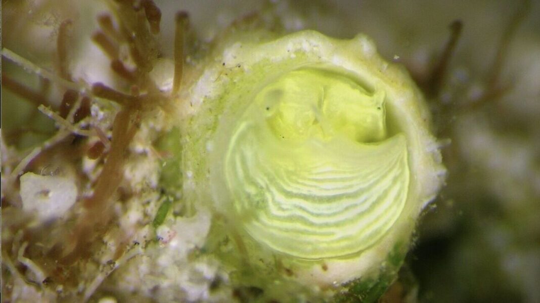 Σαλιγκάρι που ανακαλύφθηκε πρόσφατα πήρε το όνομά του από τραγούδι του Jimmy Buffett