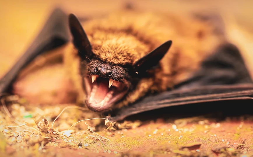 Επιστήμονες εντόπισαν νέο κορωνοϊό των νυχτερίδων