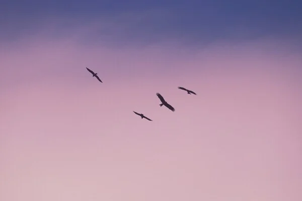 Σχεδόν 1.000 πτηνά νεκρά στο Σικάγο- Έπεσαν στα παράθυρα εκθεσιακού κέντρου