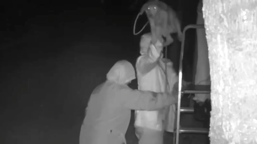 Εξοργιστικό βίντεο από Κέρκυρα: Πετάνε από μεγάλο ύψος σκυλιά σε καταφύγιο για να τα «ξεφορτωθούν»