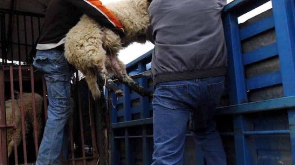 Πρωτιά για το Α.Τ. Αστερουσίων – Πιάνουν τους ζωοκλέφτες πριν προλάβουν να «αδειάσουν» τους στάβλους