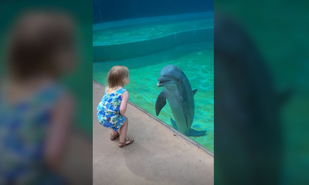 Ο «διάλογος» ενός δελφινιού με κοριτσάκι σε ενυδρείο στις ΗΠΑ
