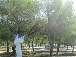 Xανιά: Ξεκίνησε ο βιολογικός ψεκασμός σε δημοτικούς χώρους, σχολεία και πάρκα για την προστασία των πεύκων