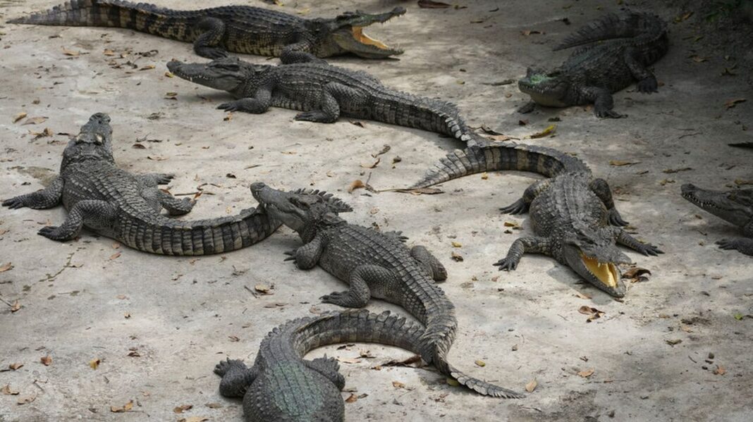 Στρατιωτικά ελικόπτερα οδηγούν τους κροκόδειλους στην Αυστραλία σε… σεξουαλική φρενίτιδα