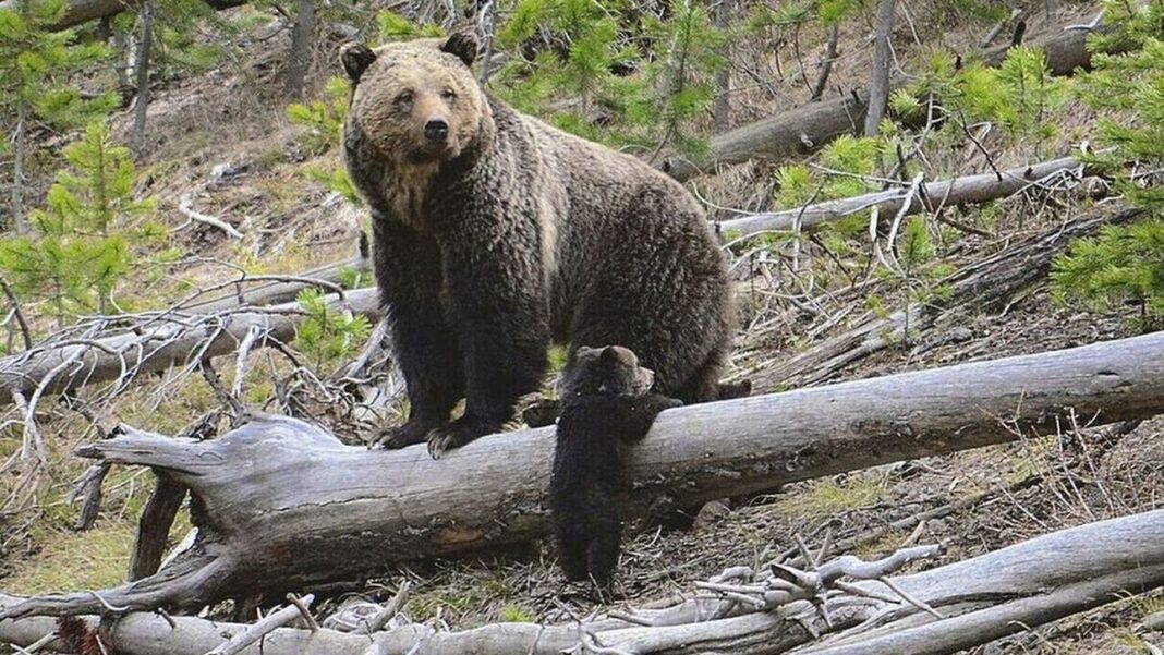 Αρκουδάκια έκαναν τη νυχτερινή βόλτα τους έξω από το Μέτσοβο