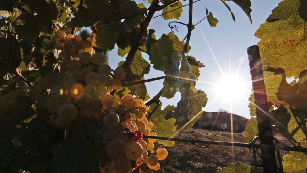 Κλιματική αλλαγή: Στο χαμηλότερο επίπεδο των τελευταίων 62 ετών η παραγωγή κρασιού