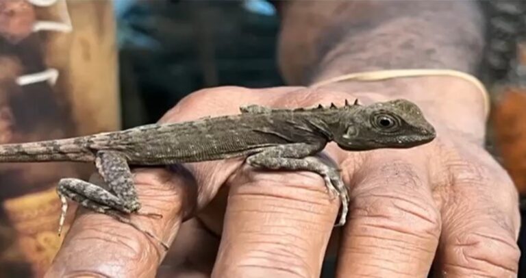 Έλληνας ερευνητής σε επιστημονική αποστολή στην Παπούα ανακαλύπτει χαμένο είδος έχιδνας