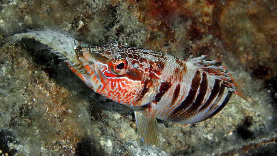 Φάτε σαρδελόγαυρο, κάνει καλό στην υγεία και στο περιβάλλον – Βιολόγος εξηγεί