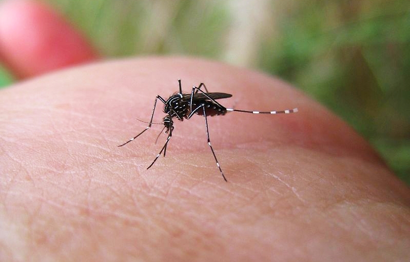Πείραμα με τροποποιημένα κουνούπια σχεδόν εξαφάνισε τον δάγκειο πυρετό