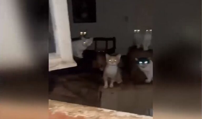 Εικόνες ντροπής: Δεκάδες ζώα ζουν κάτω από άθλιες συνθήκες