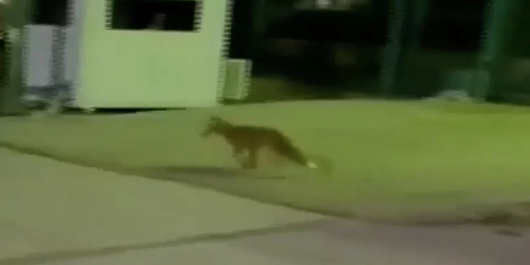 Τι κάνει η αλεπού στην… ΕΡΤ – Ένας απρόσμενος επισκέπτης στον κήπο του Ραδιομεγάρου