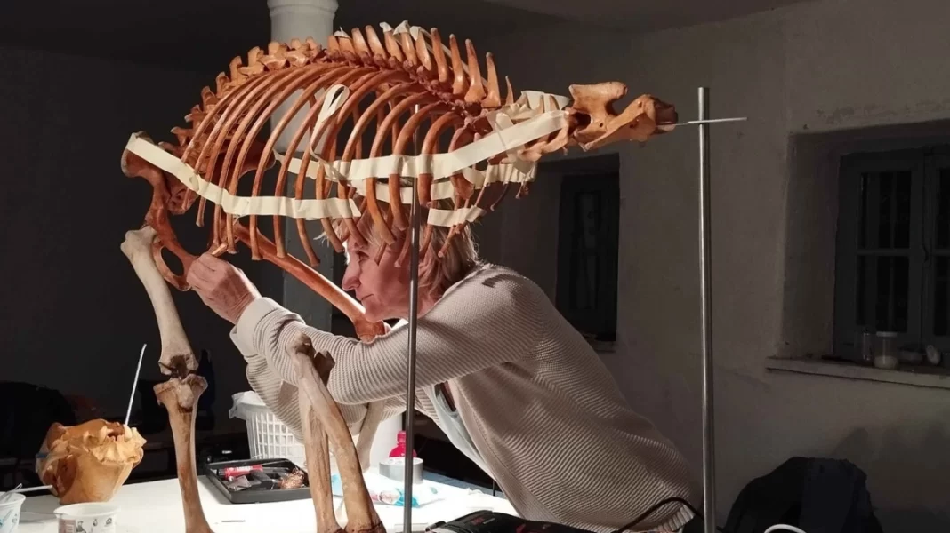 Πρέσπες: Ανασύνθεσαν τον σκελετό αρκούδας που είχε πεθάνει από δηλητηριασμένο δόλωμα