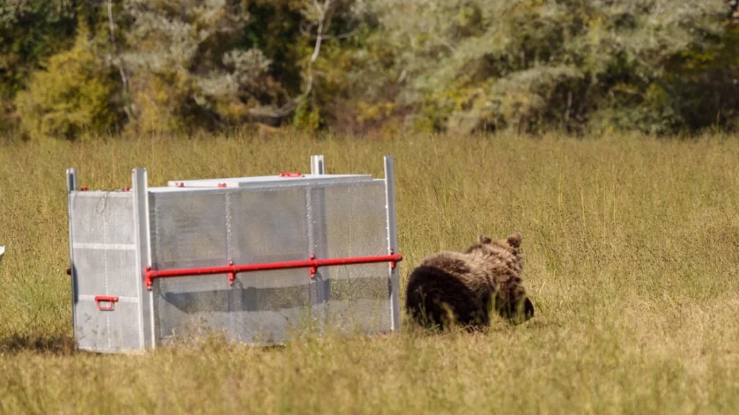 Επέστρεψε στο δάσος νεαρή αρκούδα που τραυματίστηκε σε τροχαίο – Δείτε βίντεο