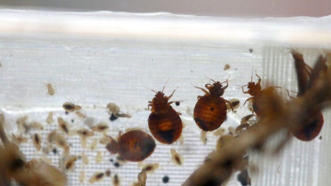 Συναγερμός στην Νότια Κορέα – Δεκάδες κρούσματα εμφάνισης κοριών σε μεγάλες πόλεις