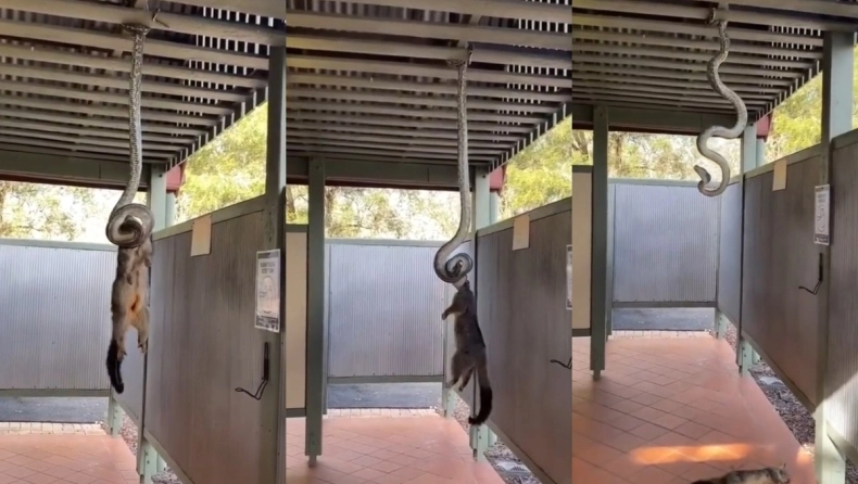 Κρεμάμενος πύθωνας «τελείωσε» σε δευτερόλεπτα ένα άτυχο πόσουμ