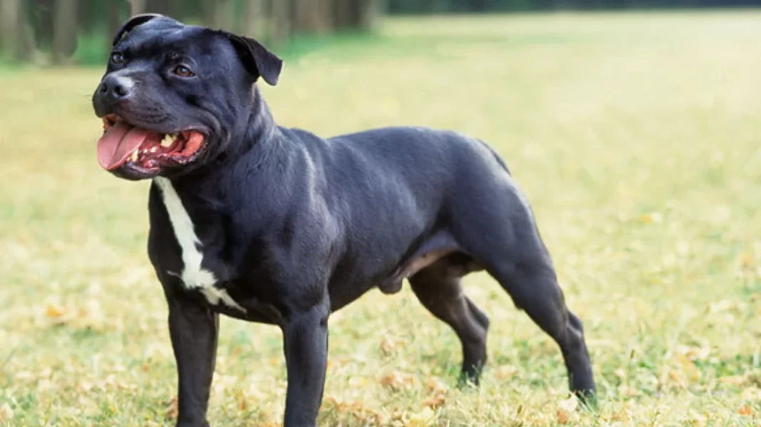 Ανατροπή στην υπόθεση πυροβολισμού σκύλου – Η ιδιοκτήτρια ζήτησε από τον ανιψιό της να το σκοτώσει