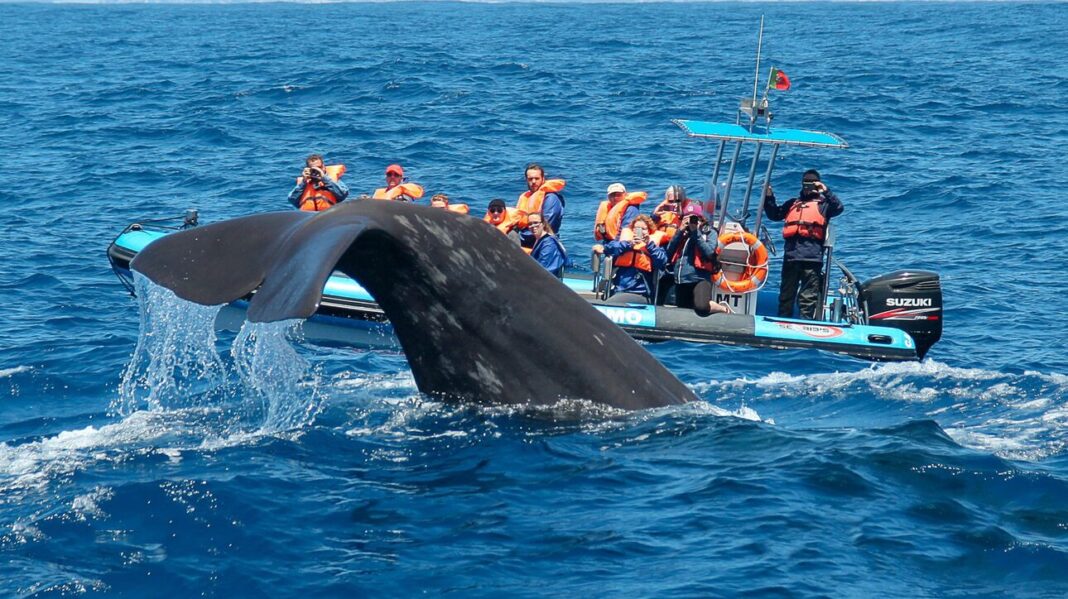 Πώς οι άλλοτε φαλαινοθήρες στις Αζόρες έγιναν παρατηρητές φαλαινών