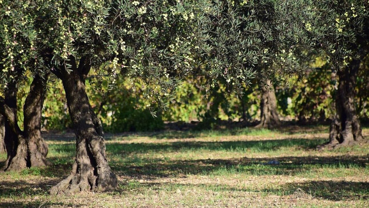 «Τρύπωσε» σε ελαιώνα και έκλεψε 620 κιλά ελιές