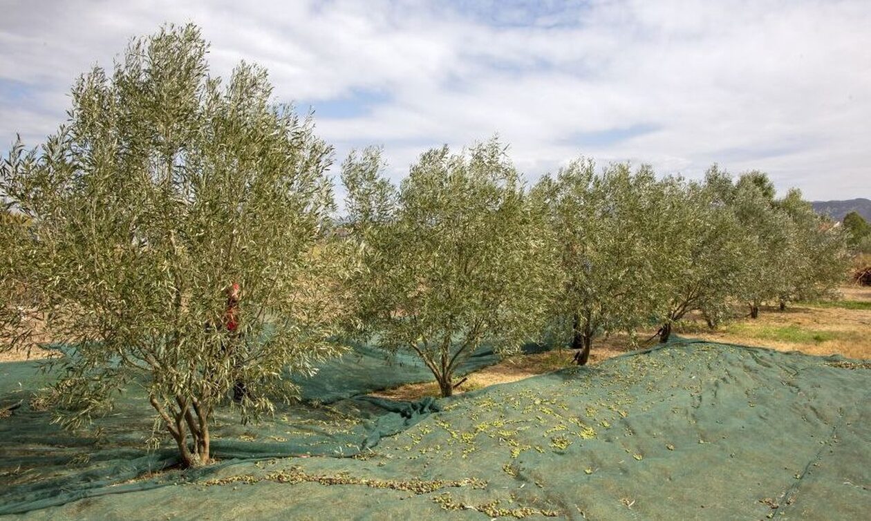 Κλοπή «μαμούθ» σε ελαιώνα - Βάζουν GPS για προφύλαξη