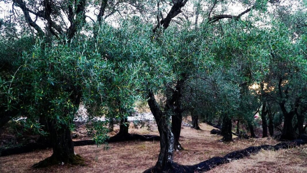Έκλεψαν τρεις τόνους ελιές από χωράφι
