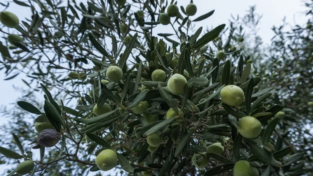 Άρπαξαν 36 σάκους με ελιές από κτήμα