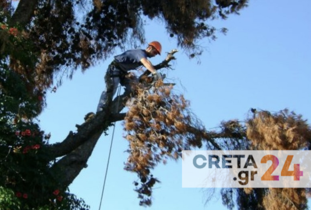 Κρήτη: Πτώσεις δέντρων τη νύχτα λόγω των ισχυρών ανέμων