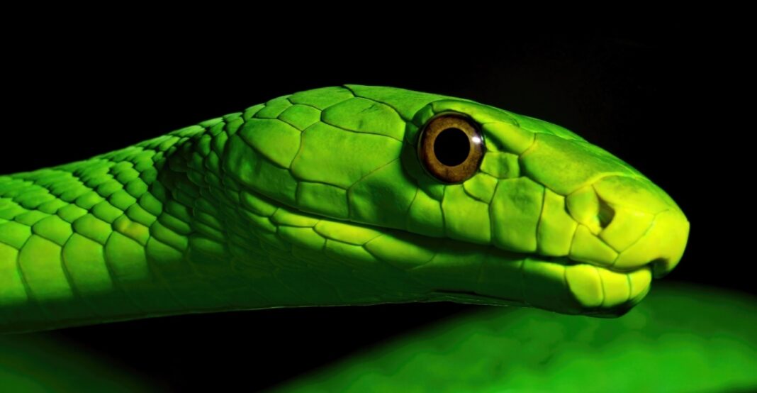 Ολλανδία: «Εξαιρετικά δηλητηριώδες», τροπικό, πράσινο φίδι κυκλοφορεί ελεύθερο - «Μην το πιάσετε μόνοι σας»