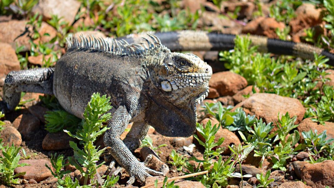 Ταϊλάνδη: Πάνω από 15 «αδέσποτα» ιγκουάνα καταστρέφουν το περιβάλλον – Απαγόρευση εισαγωγής στη χώρα