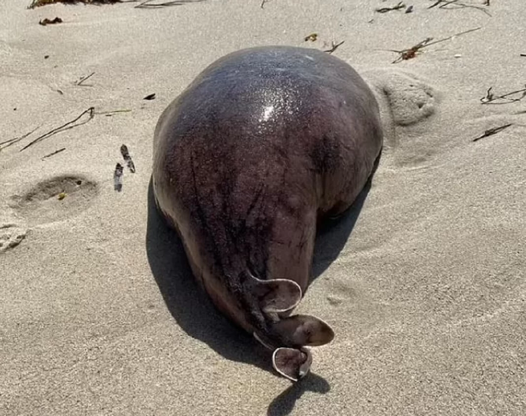 Μυστηριώδες πλάσμα βρέθηκε σε παραλία – Είναι τρομακτικό