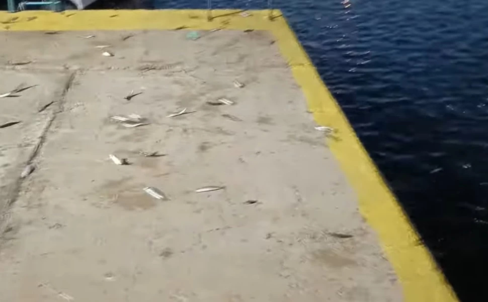 Viral βίντεο με εκατοντάδες ψάρια να πηδούν στη στεριά