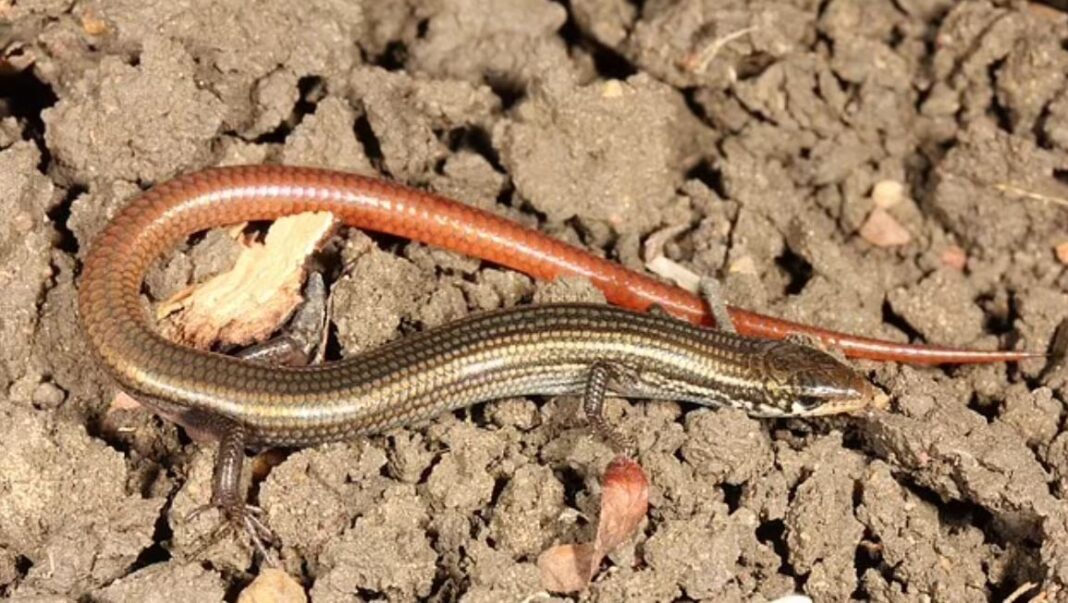 Ανακάλυψαν σπάνια σαύρα που νόμιζαν ότι είχε εξαφανιστεί – Τελευταία φορά την είχαν δει πριν από 42 χρόνια