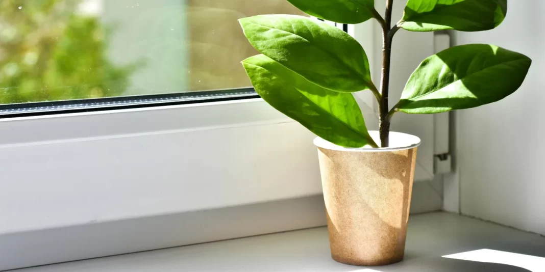 Plastic free συσκευασίες τροφίμων: Η νέα τάση στο food industry που βοηθά τον άνθρωπο και το περιβάλλον