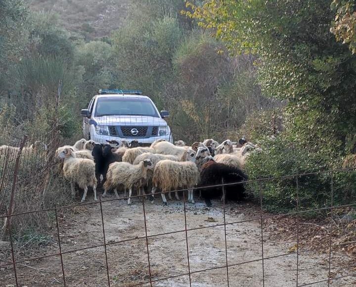Κρήτη: Κατασχέθηκαν δεκάδες ανεπιτήρητα ζώα που ρήμαζαν ελαιόδεντρα