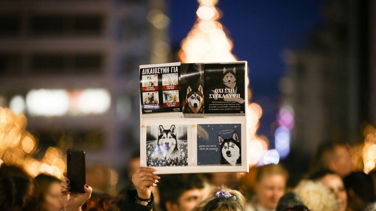 Αράχωβα: Νέα σενάρια στην υπόθεση θανάτου του χάσκι – Τι εξετάζει η ΕΛ.ΑΣ.