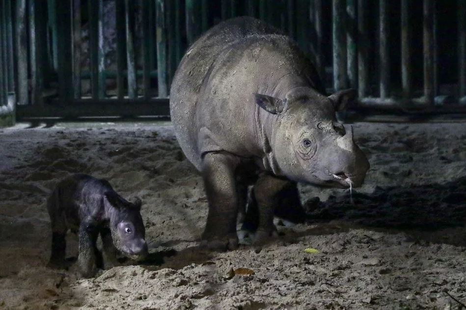 Σπάνιος ρινόκερος της Σουμάτρας γεννήθηκε στην Ινδονησία
