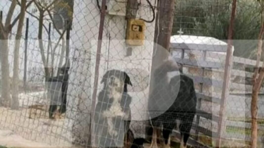 Τι θα απογίνουν τα τρία σκυλιά που κατασπάραξαν την 50χρονη