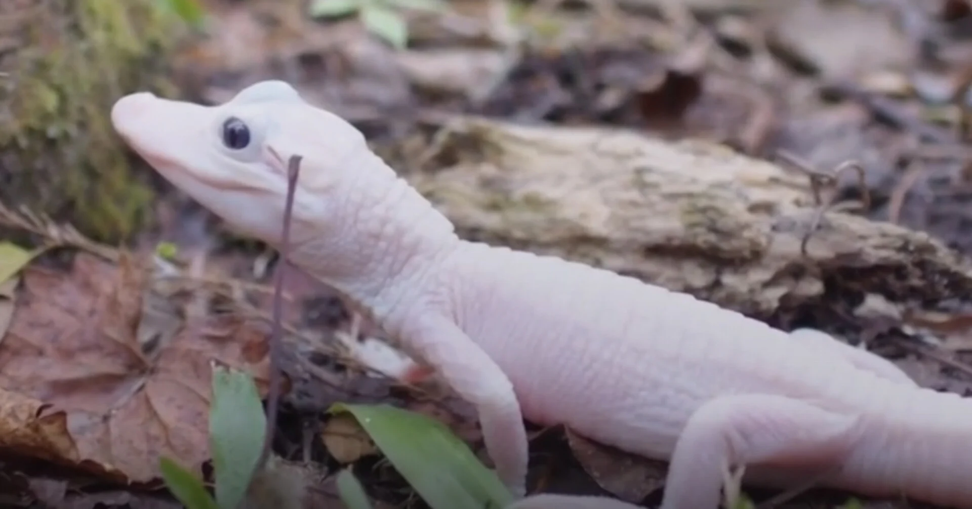Ένας εξαιρετικά σπάνιος λευκός αλιγάτορας γεννήθηκε στη Φλόριντα