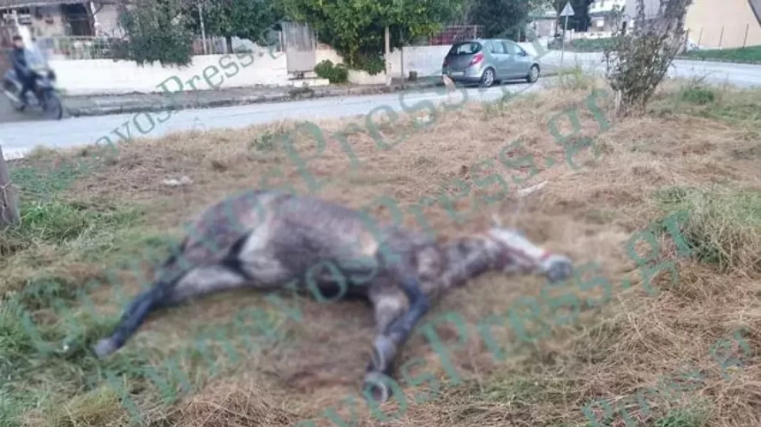 Άλογο βρέθηκε νεκρό και δεμένο σε κολώνα