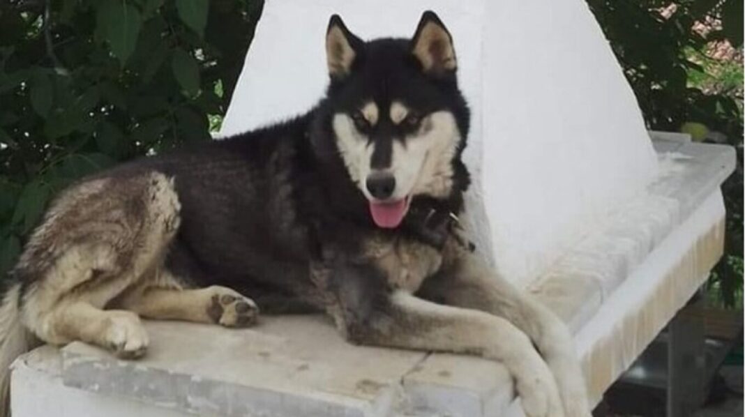 araxoba-husky Κακοποίηση χάσκι - Δήμαρχος Αράχωβας: «Μέχρι να βρεθεί ο ένοχος δεν κοιμόμαστε, δεν υπάρχει συγκάλυψη»