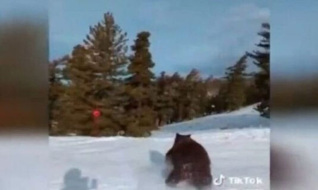 Viral η αρκούδα που πέρασε «ξυστά» από σκιέρ (βίντεο)