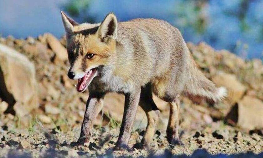 Κτηνωδία με αλεπού στο Πουρναρόκαστρο – Σκληρές εικόνες
